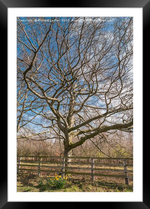 Copper Beech Silhouette Framed Mounted Print by Richard Laidler