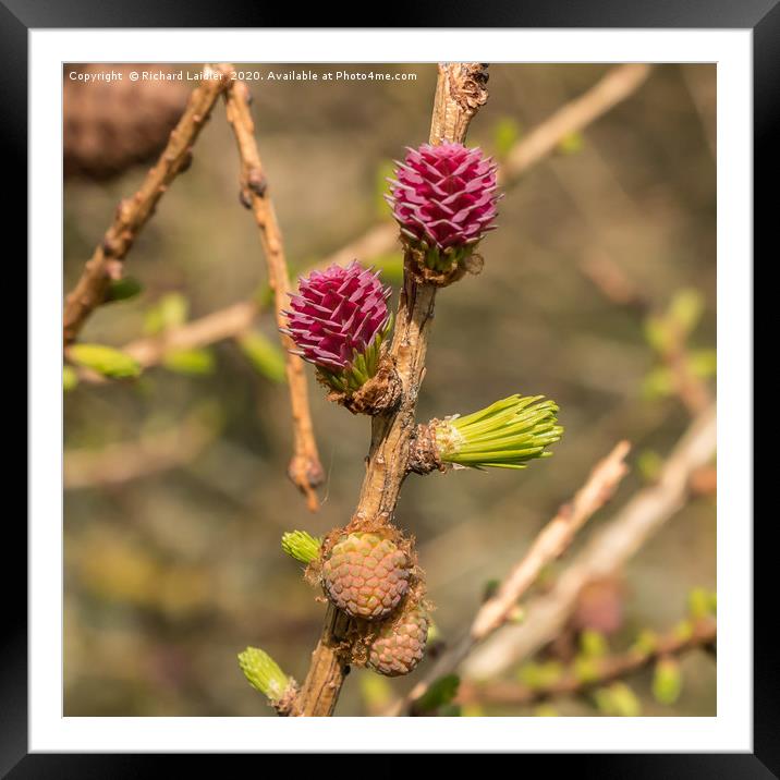 Spring Cheer - Female Larch Flowers Framed Mounted Print by Richard Laidler
