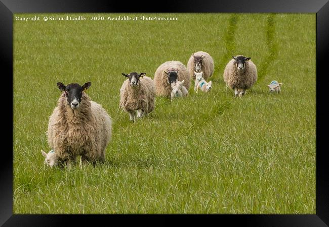 The Baa's Open - Lets Go! Framed Print by Richard Laidler