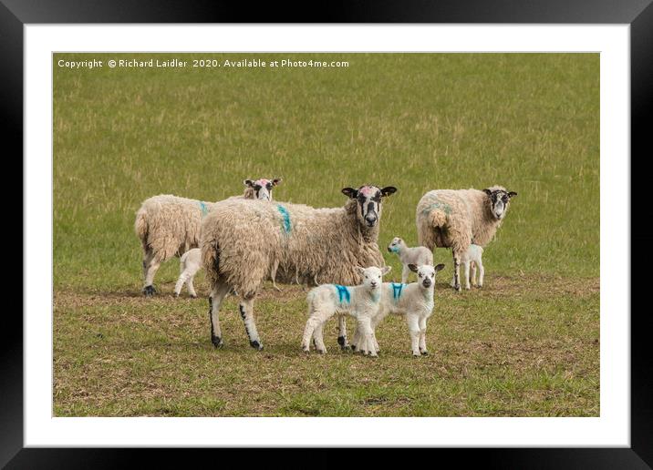 Texel Cross Mums and Youngsters Framed Mounted Print by Richard Laidler