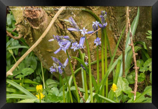 First Bluebells of the Season Framed Print by Richard Laidler