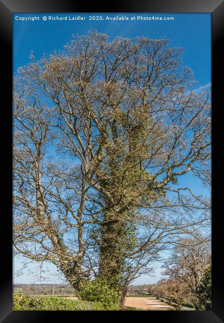 Spring Sycamore Framed Print by Richard Laidler