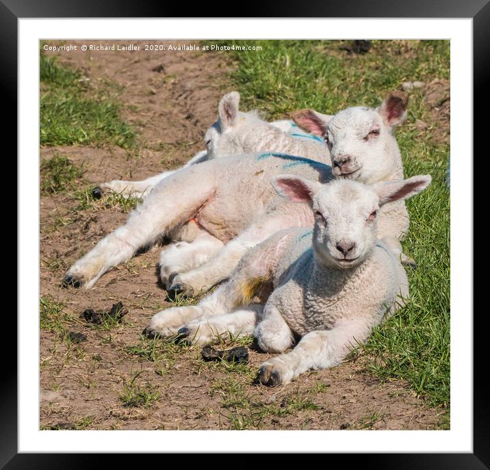 A Track of Lamb Framed Mounted Print by Richard Laidler