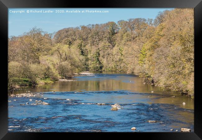 The River Tees at Whorlton in Spring Framed Print by Richard Laidler