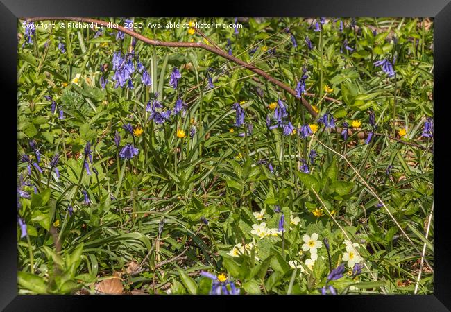 Spring Cheer - Bluebells and Primroses Framed Print by Richard Laidler