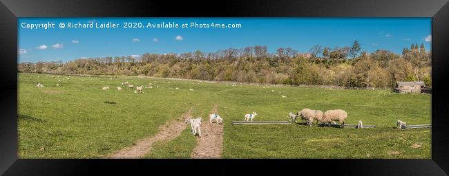 Whorlton Spring Panorama Framed Print by Richard Laidler
