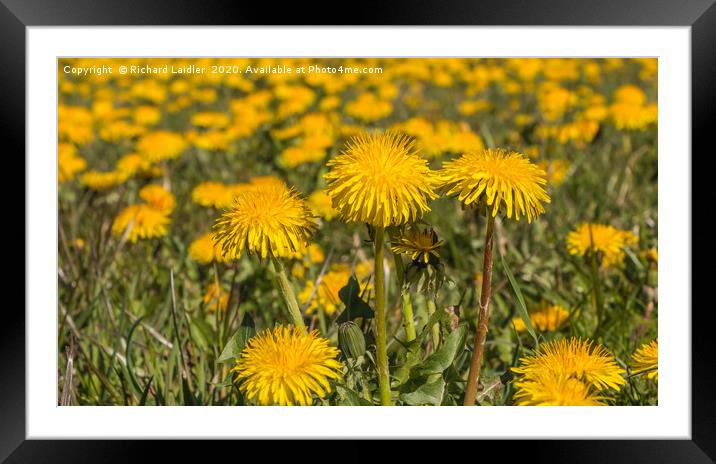 Spring Cheer - Dandelions Framed Mounted Print by Richard Laidler