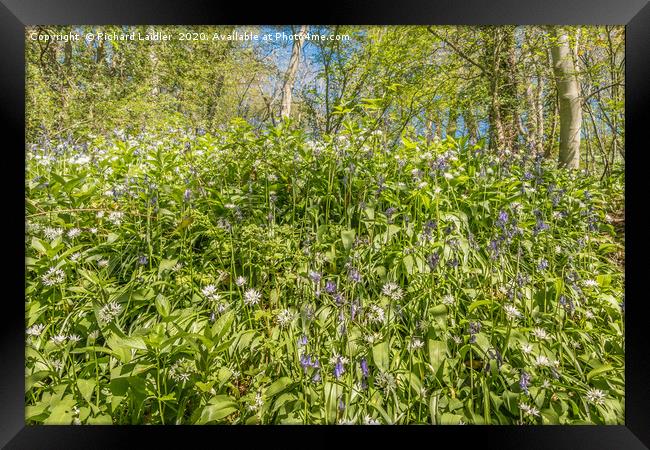 Spring Cheer - Bluebells and Wild Garlic (2) Framed Print by Richard Laidler