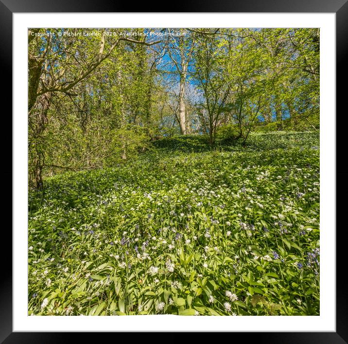 Spring Cheer - Bluebells and Wild Garlic (3) Framed Mounted Print by Richard Laidler
