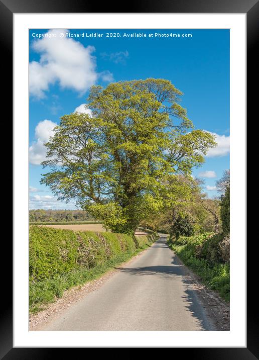Roadside Sycamore in Spring Framed Mounted Print by Richard Laidler