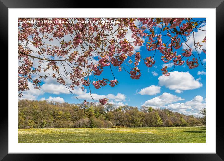 Spring Meadow at Whorlton, Teesdale Framed Mounted Print by Richard Laidler