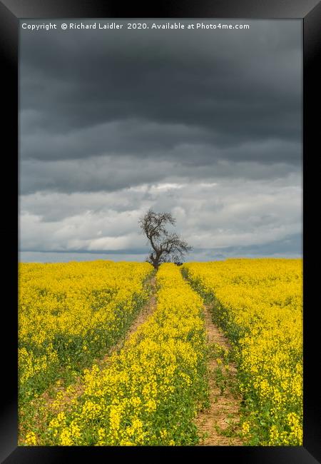 Dramatic Light and Oil Seed Rape Framed Print by Richard Laidler