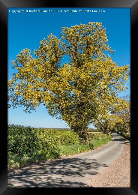 Golden Springtime Oak Tree Framed Print by Richard Laidler