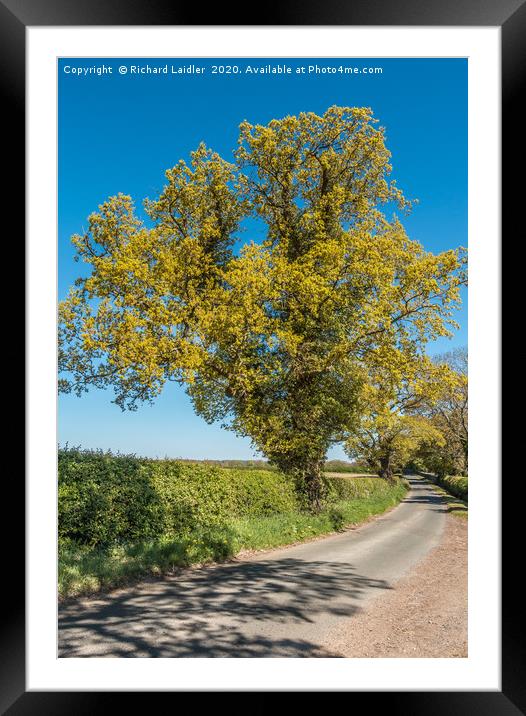 Golden Springtime Oak Tree Framed Mounted Print by Richard Laidler