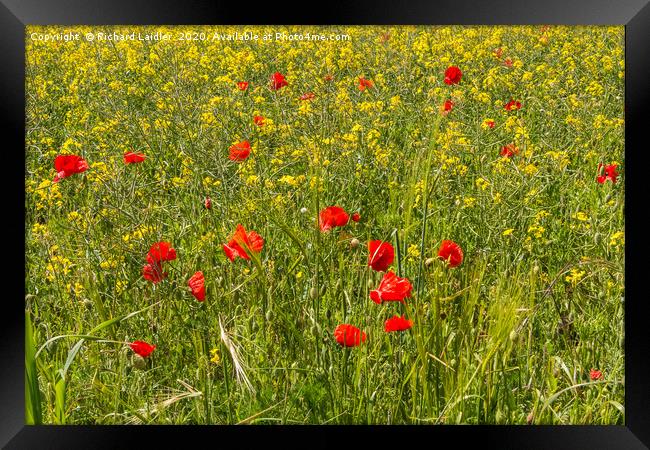 Field Poppies and Oilseed Rape Framed Print by Richard Laidler