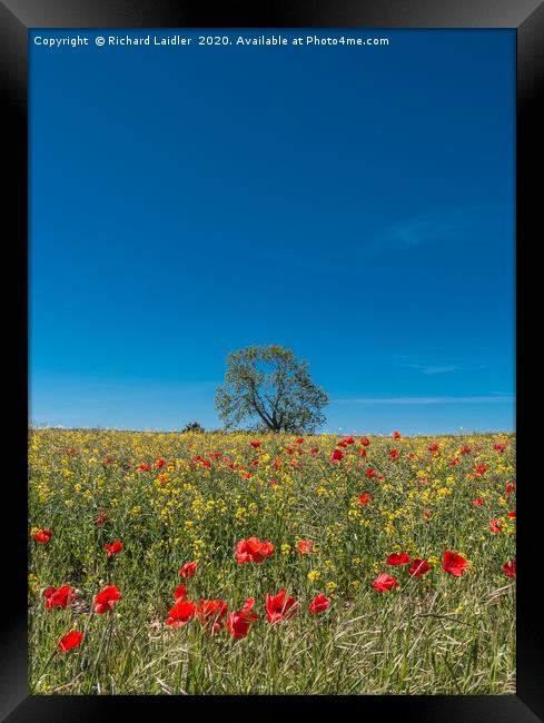 Field Poppies and Oilseed Rape Framed Print by Richard Laidler
