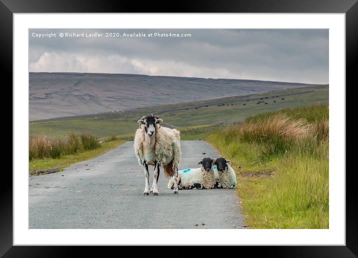 The Two of Ewe Framed Mounted Print by Richard Laidler