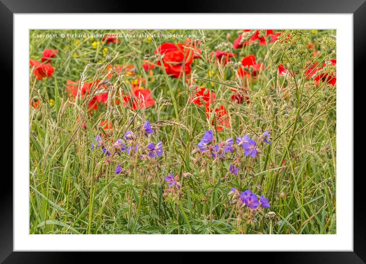 Purple Cranesbill and Red Poppies Framed Mounted Print by Richard Laidler