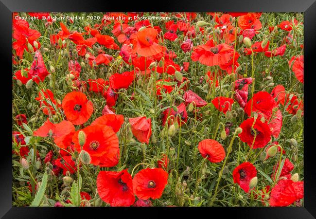 A Sea of Poppies Framed Print by Richard Laidler