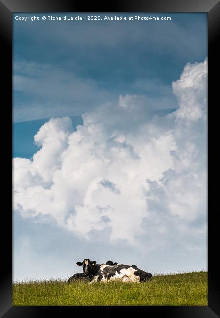 Bovine Big Sky Framed Print by Richard Laidler