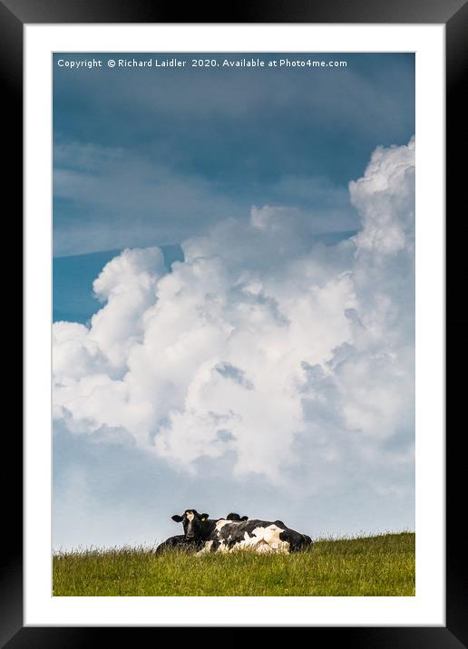 Bovine Big Sky Framed Mounted Print by Richard Laidler