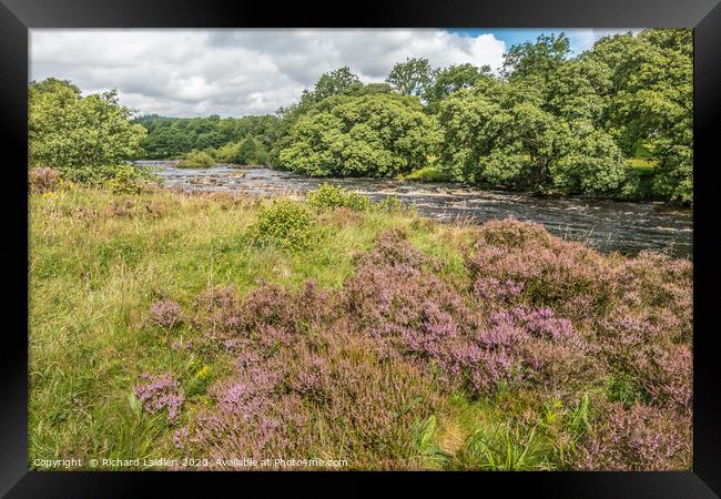 Heather in flower on the River Tees riverbank Framed Print by Richard Laidler