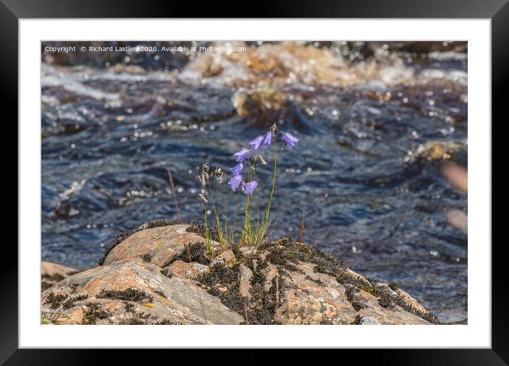 Harebells on the Riverbank Framed Mounted Print by Richard Laidler