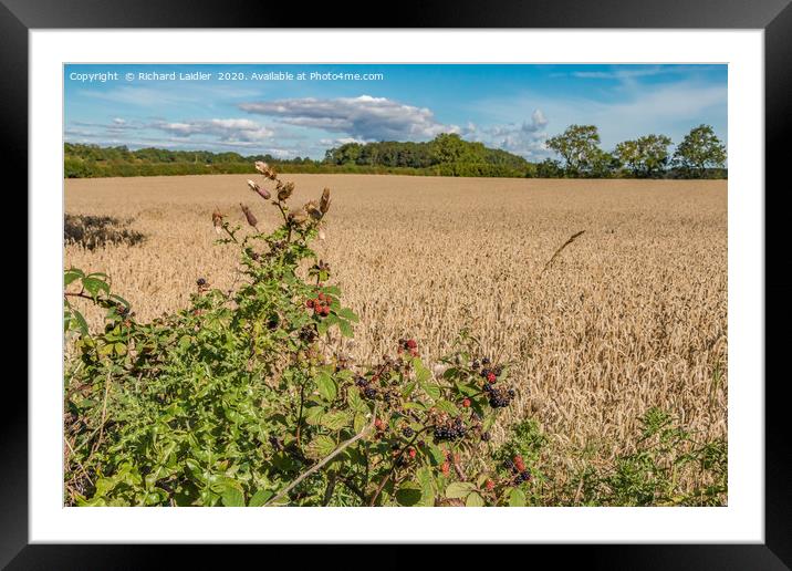 Hedgerow Fruits 1 Framed Mounted Print by Richard Laidler