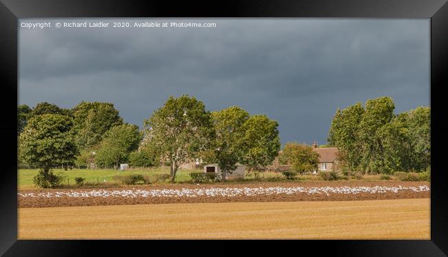 Ploughing Up The Seagulls Framed Print by Richard Laidler