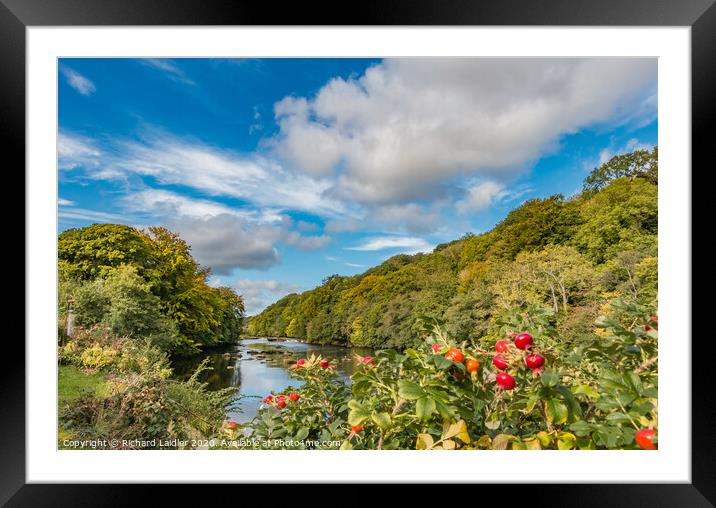 Autumn Tints at Wycliffe Framed Mounted Print by Richard Laidler