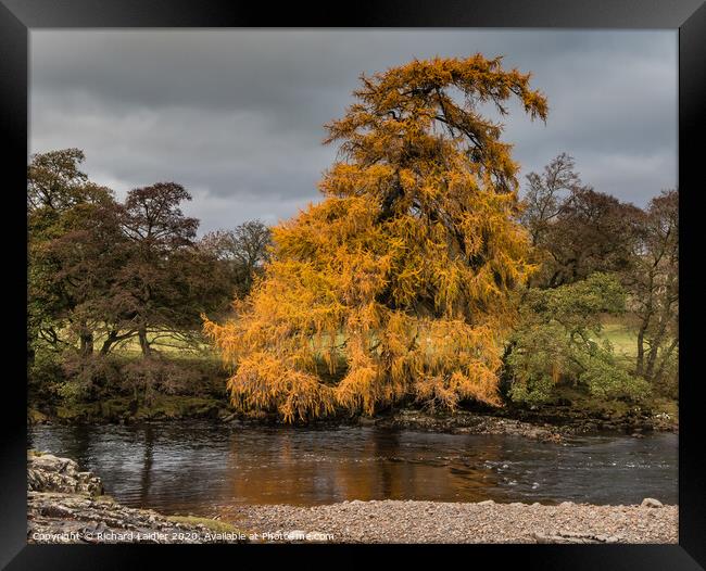 Autumn Riverbank Larch Framed Print by Richard Laidler