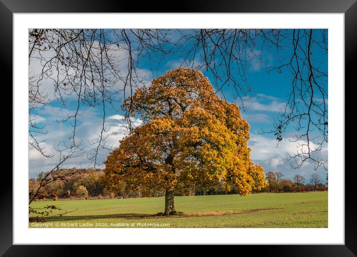 Solitary Autumn Oak Framed Mounted Print by Richard Laidler