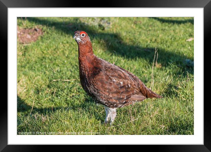 Red Grouse Closeup Framed Mounted Print by Richard Laidler