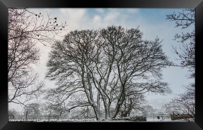 Winter Silhouettes Trio Framed Print by Richard Laidler