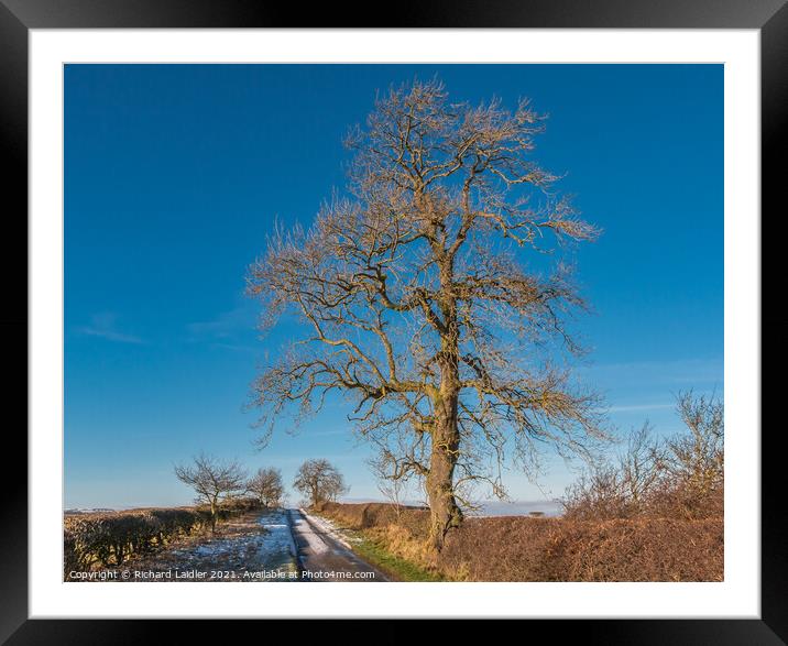 Mature Winter Ash in Strong Sunshine Framed Mounted Print by Richard Laidler