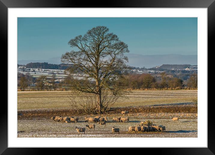 Winter Feeding and Grazing at Hutton Hall Farm Framed Mounted Print by Richard Laidler