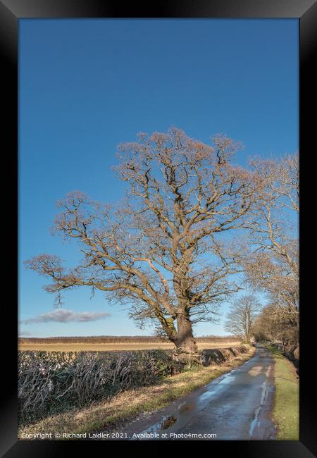 Winter Oak at Thorpe, Teesdale Framed Print by Richard Laidler
