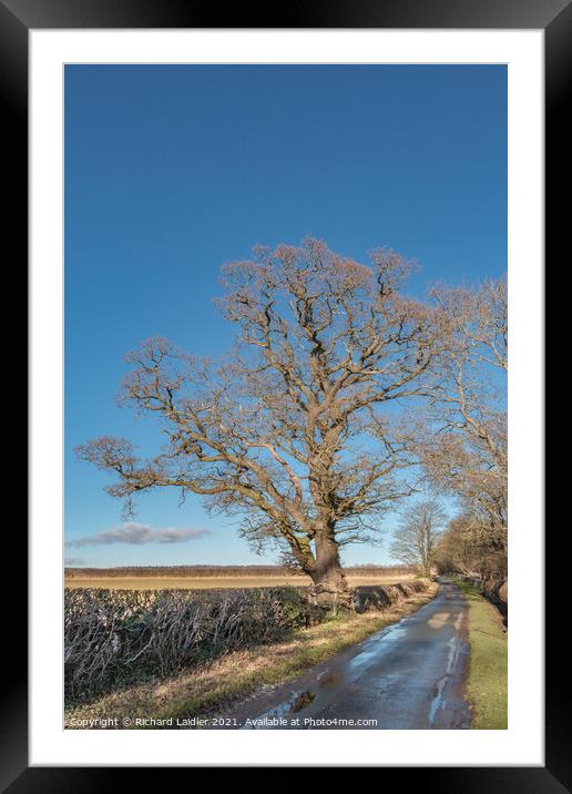 Winter Oak at Thorpe, Teesdale Framed Mounted Print by Richard Laidler