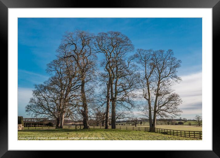 Sycamores at Thorpe Hall, Teesdale in Winter Framed Mounted Print by Richard Laidler