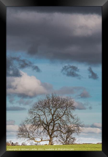 Bare Ash Tree under a Big Winter Sky Framed Print by Richard Laidler