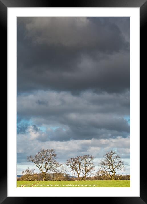 Bare Ash Trees under a Big Winter Sky Framed Mounted Print by Richard Laidler