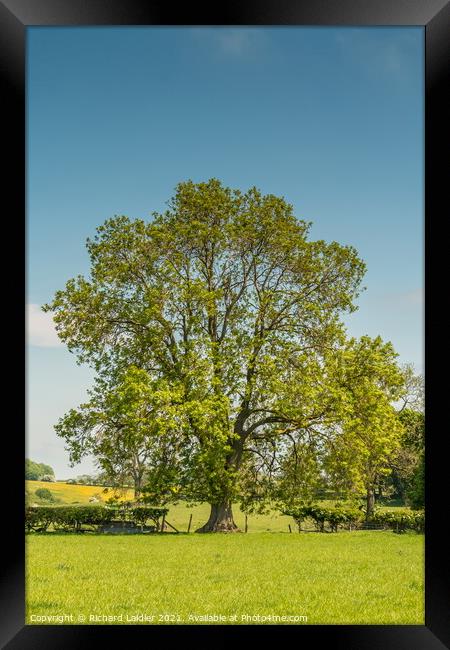 A mature Ash tree coming into leaf Framed Print by Richard Laidler
