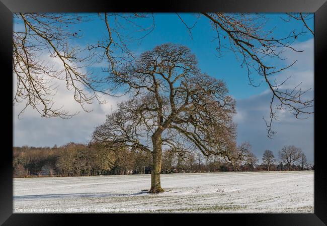 WOW - Winter Oak at Wycliffe Framed Print by Richard Laidler