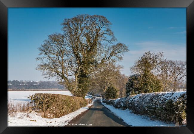 Thorpe Sycamore in Snow Framed Print by Richard Laidler