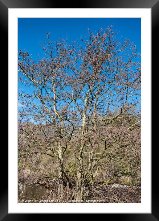 Alder Tree with Catkins Framed Mounted Print by Richard Laidler