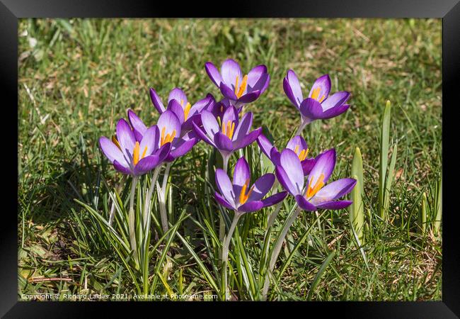 Spring Cheer - Flowering Purple Crocus  Framed Print by Richard Laidler