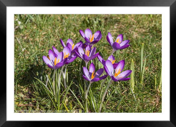 Spring Cheer - Flowering Purple Crocus  Framed Mounted Print by Richard Laidler