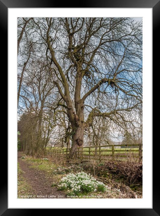 Snowdrops and Chestnut Framed Mounted Print by Richard Laidler