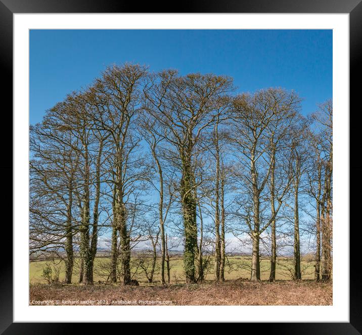 Wycliffe Sycamores in Early Spring Sunshine Framed Mounted Print by Richard Laidler