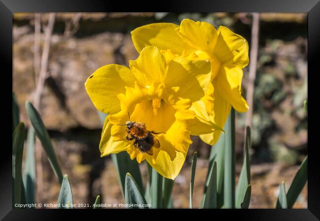 Daffodil With Bee Framed Print by Richard Laidler